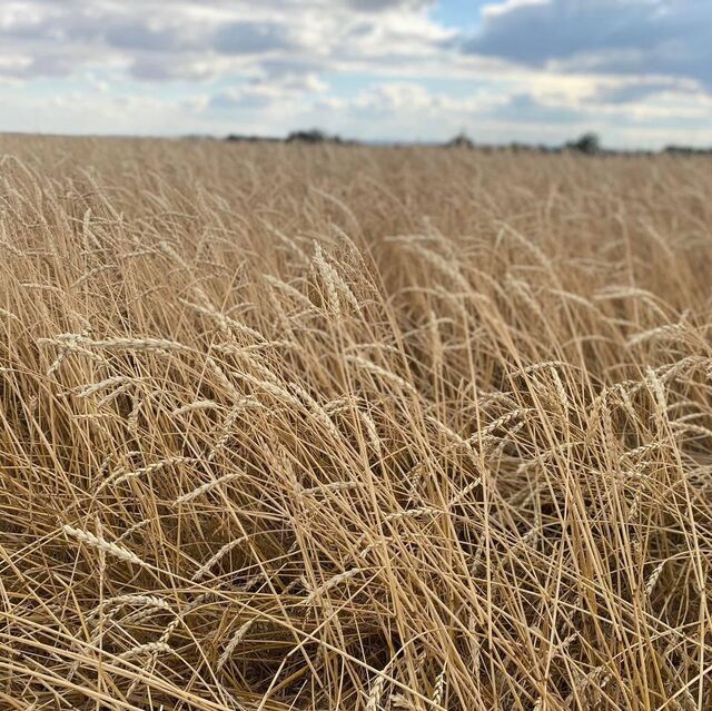 Бодибилдингпен айналысатын әйелдер еркектерді сиқырлайды (видео) Қисық және жалаңаш сұлулар