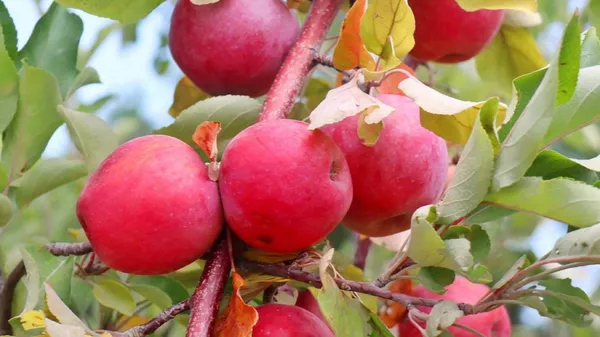 Фестиваль цветения яблони Сиверса проведут на юге Казахстана