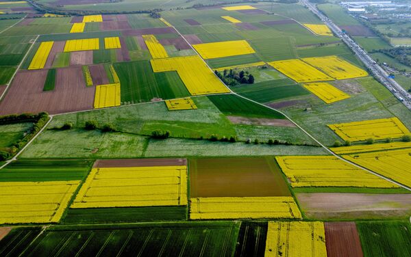 Франкфурт маңындағы рапс алқабының аспаннан қарағандағы көрініс, Германия. - Sputnik Қазақстан