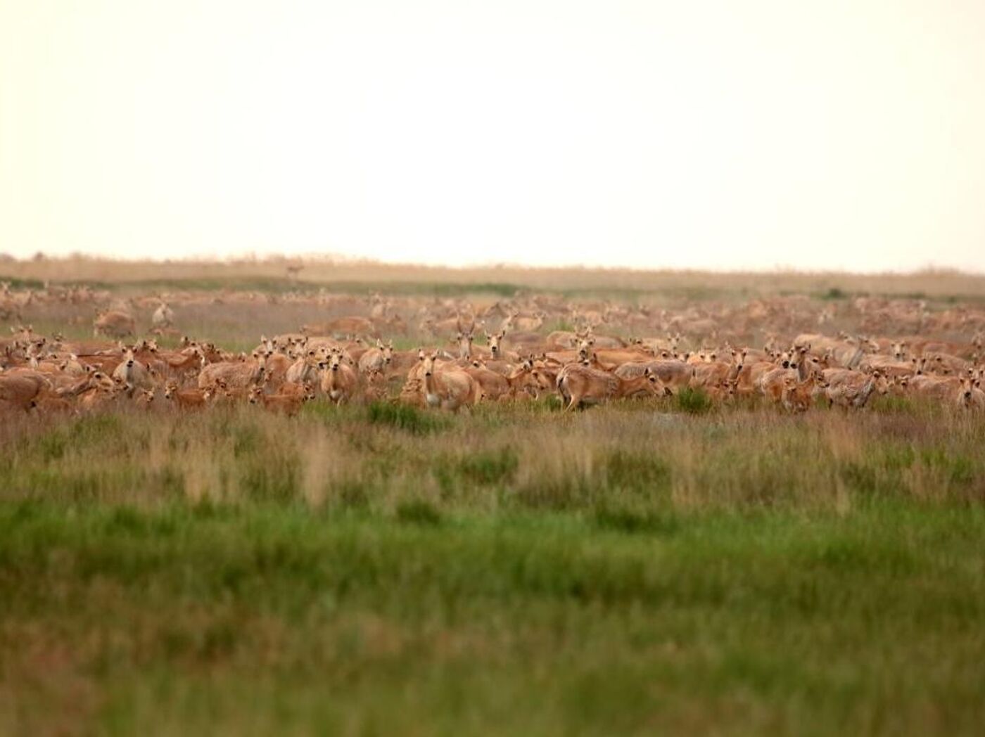 Голливуд фильмдерінде ойнайтын порно актрисалар Секс-шоу дүкені Валентинге арналған сыйлық