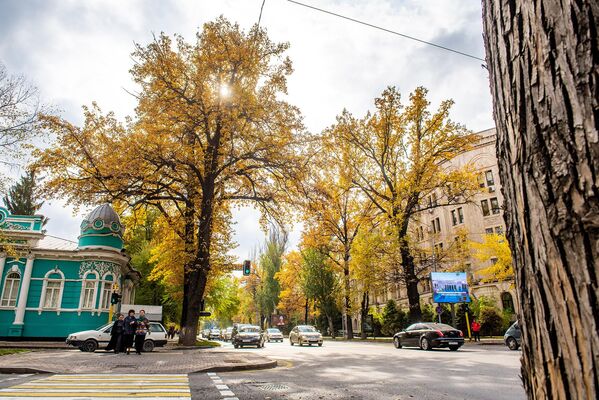 Местные дворники , пожалуй, единственные, кто не в полной мере разделяют эту бурную осеннюю радость.  - Sputnik Казахстан