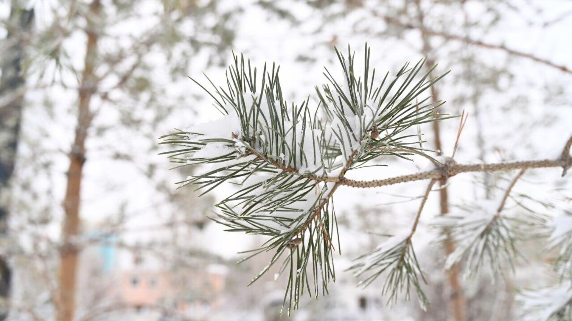 Снег в Астане - Sputnik Казахстан, 1920, 16.11.2024