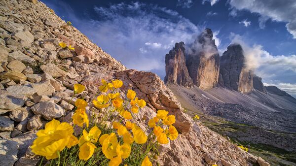 Италиядағы Тре-Чиме-ди-Лаваредо тауының бөктеріндегі сарғалдақтар. - Sputnik Қазақстан