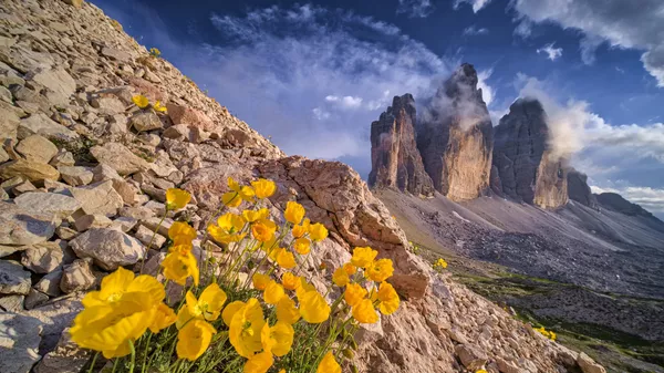 Италиядағы Тре-Чиме-ди-Лаваредо тауының бөктеріндегі сарғалдақтар. - Sputnik Қазақстан