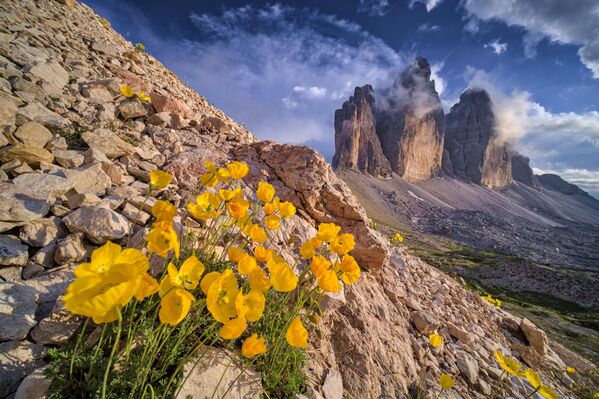 Италиядағы Тре-Чиме-ди-Лаваредо тауының бөктеріндегі сарғалдақтар. - Sputnik Қазақстан