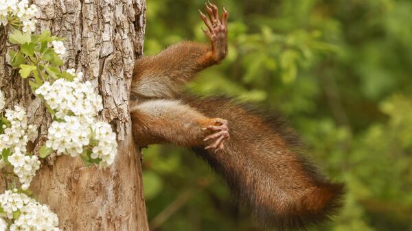 Снимок Stuck squirrel итальянского фотографа Milko Marchetti, победивший в категории OVERALL WINNER & MAMMALS CATEGORY WINNER конкурса 2024 The Nikon Comedy Wildlife Awards - Sputnik Казахстан