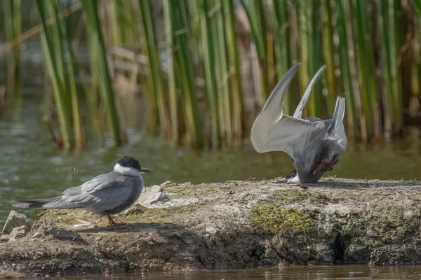 Победитель конкурса Comedy Wildlife Photography Awards 2024 В категории &quot;Птицы&quot; Дамьян Петков и его болгарская усатая крачка, котрая неудачно приземлилась при посадке. - Sputnik Казахстан