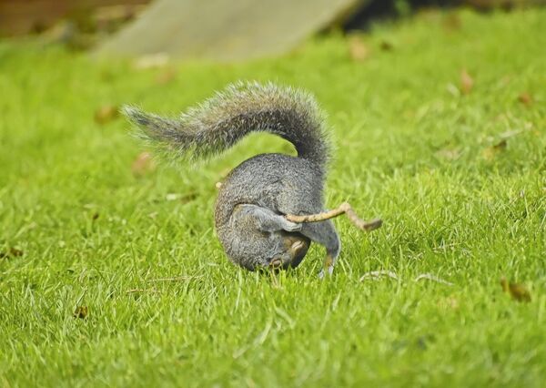 Сексуалды фантастикалық қыздар