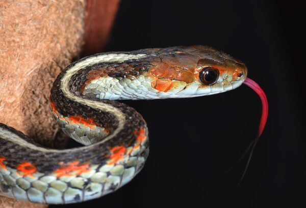 Калифорниялық қызыл бүйірлі орамды жылан (Thamnophis sirtalis infernalis) - Sputnik Қазақстан