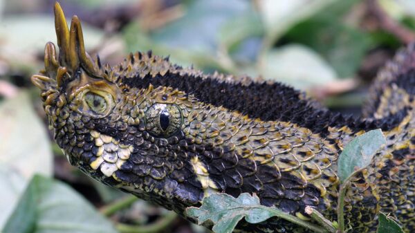 Butterfly Viper (Bitis nasicornis) - Sputnik Қазақстан