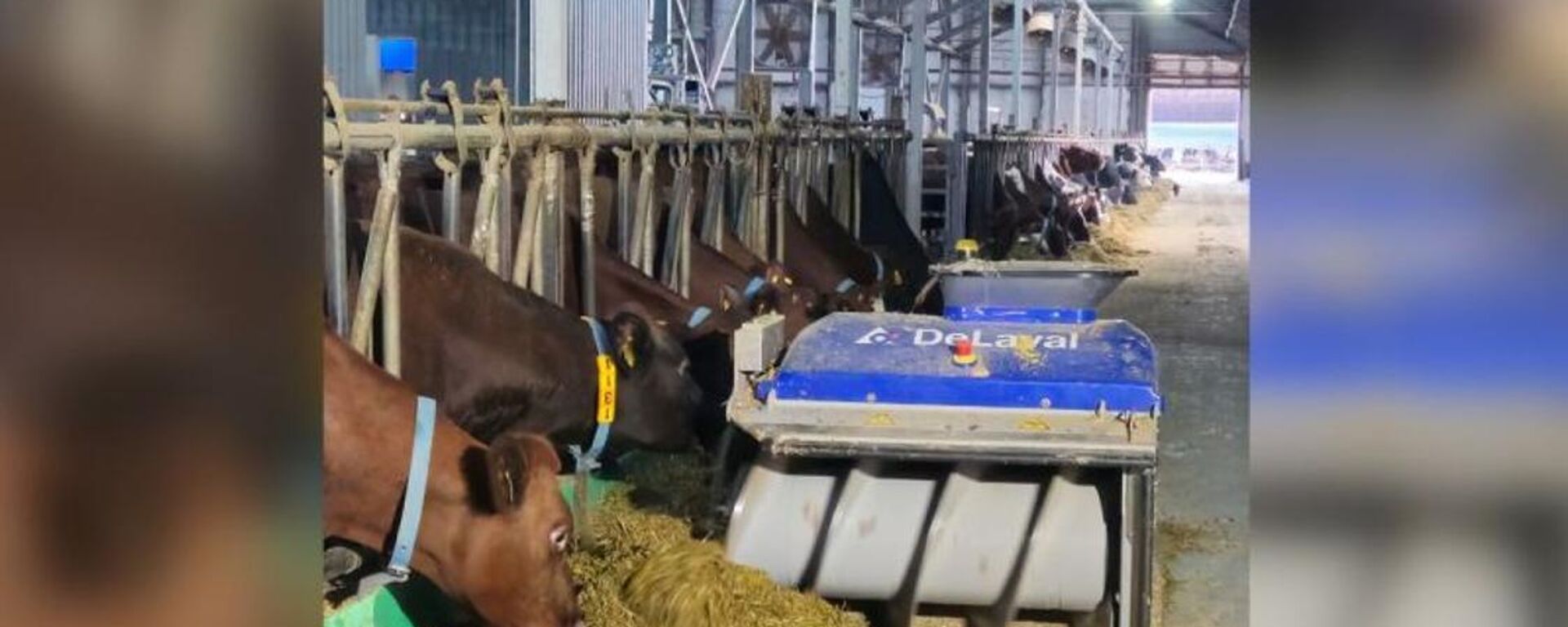 Молочно-товарные фермы Казахстана активно используют роботов - Sputnik Казахстан, 1920, 25.01.2025