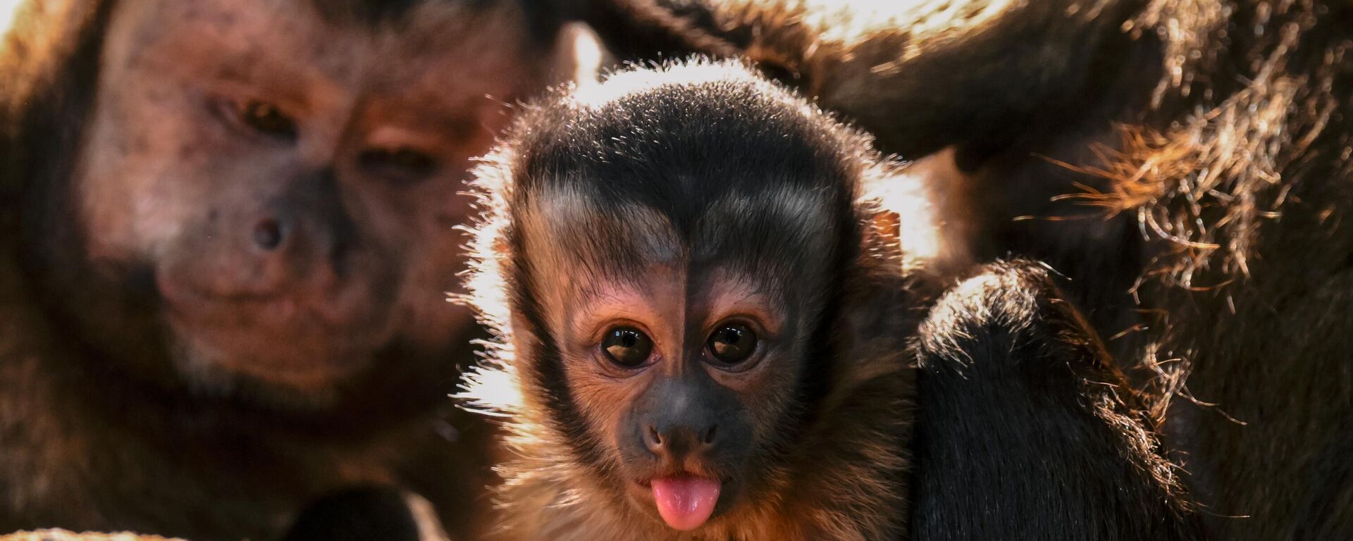 Семья бурых капуцинов в Ленинградском зоопарке - Sputnik Казахстан, 1920, 31.01.2025