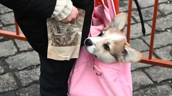 Щенок породы корги смотрит на пакет с кормом в руках хозяйки, Москва Щенок породы корги смотрит на пакет с кормом в руках хозяйки, Москва - Sputnik Казахстан