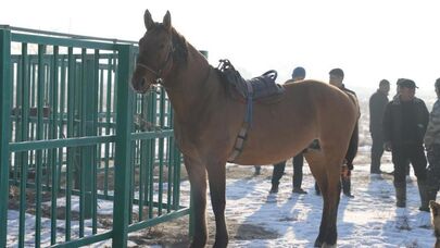 Чипирование лошадей в Жамбылской области 