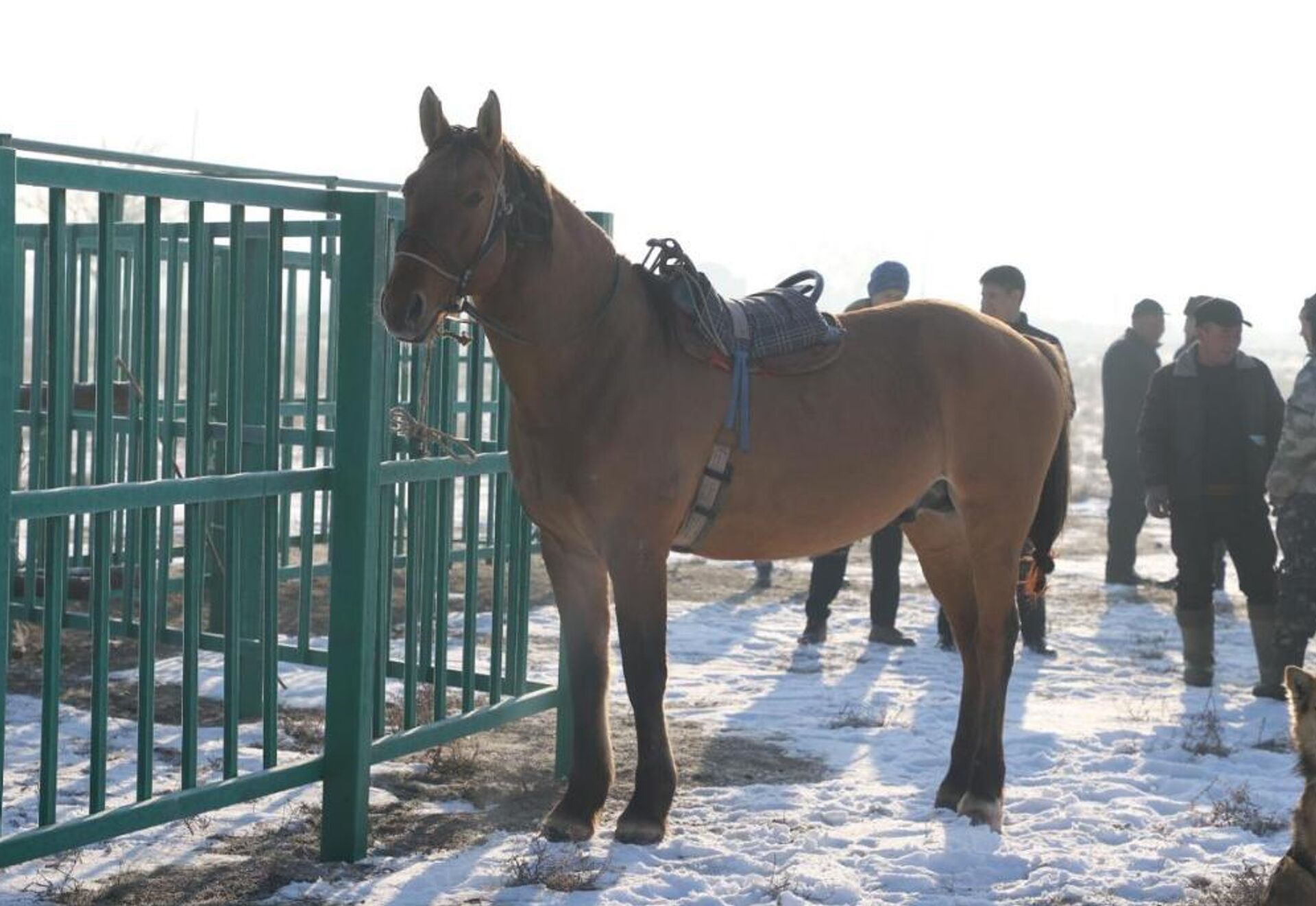 Чипирование лошадей в Жамбылской области  - Sputnik Казахстан, 1920, 08.02.2025