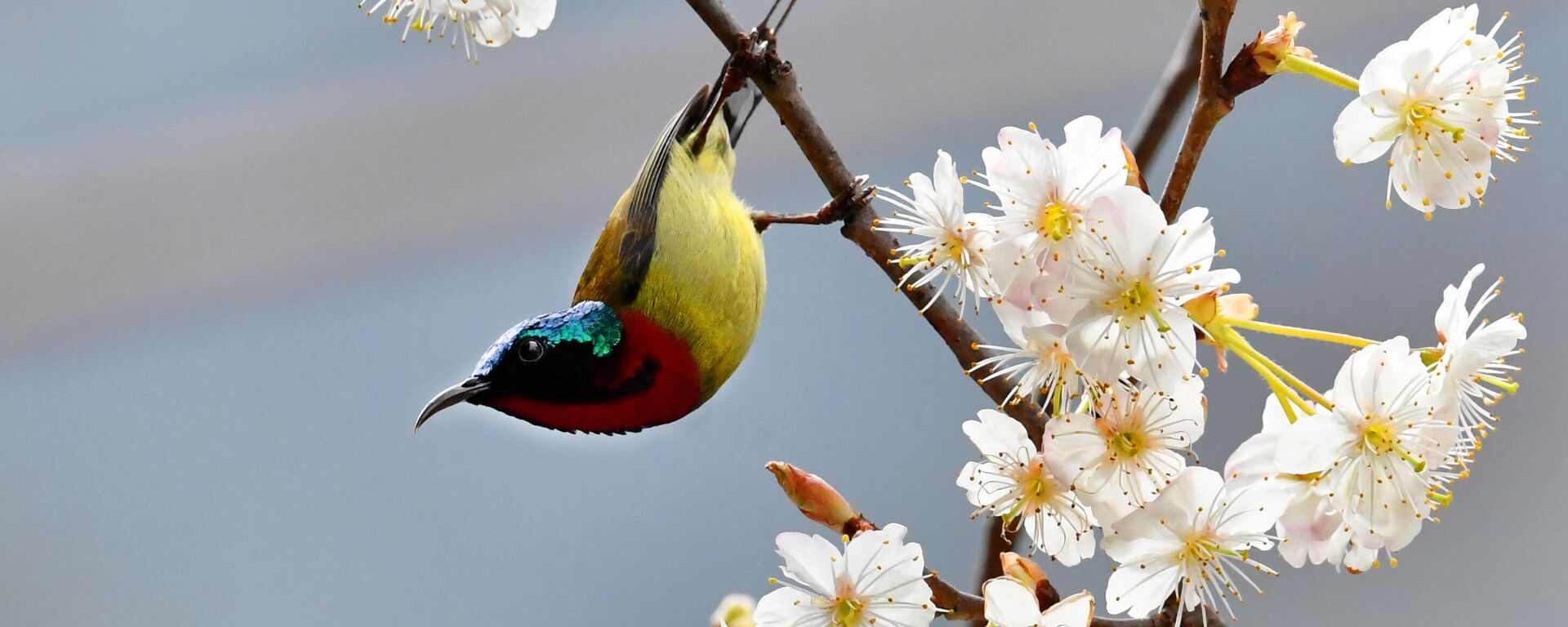 Көктемнің алғашқы белгісіндей: жыл құстарының жарқын суреттері - Sputnik Қазақстан, 1920, 28.03.2025