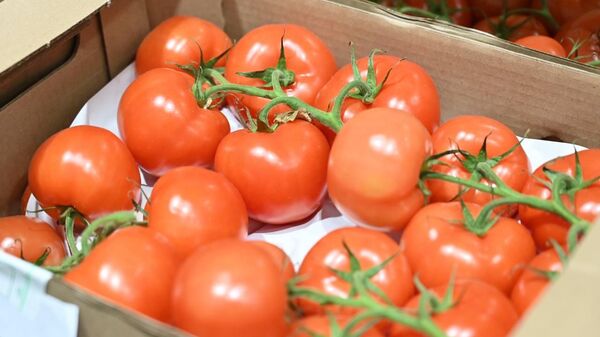 Қызанақ - Sputnik Қазақстан