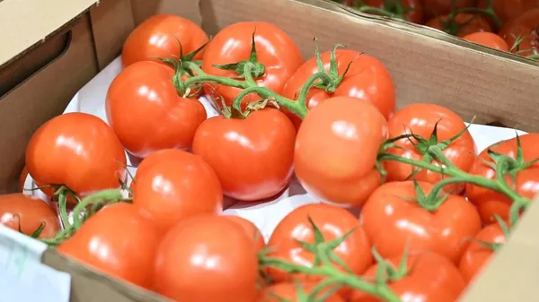 Қызанақ - Sputnik Қазақстан