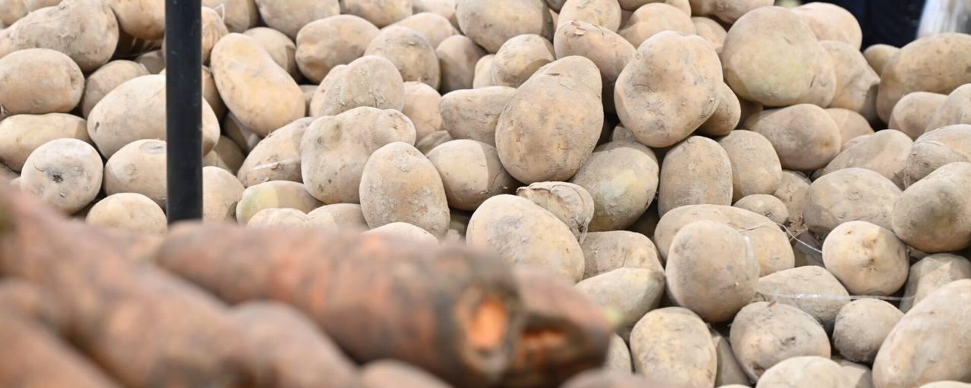 Картоп пен сәбіз - Sputnik Қазақстан, 1920, 03.06.2025