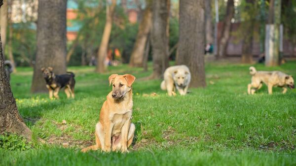 Саябақтағы иттер - Sputnik Қазақстан