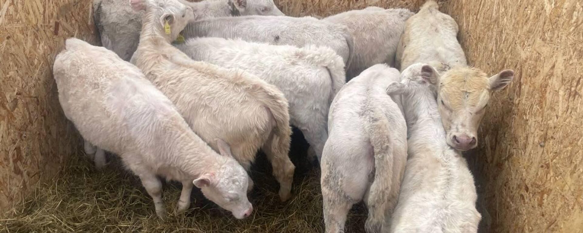 Солтүстік Қазақстанда 50 бас мал ұрлағандар ұсталды - Sputnik Қазақстан, 1920, 25.04.2025