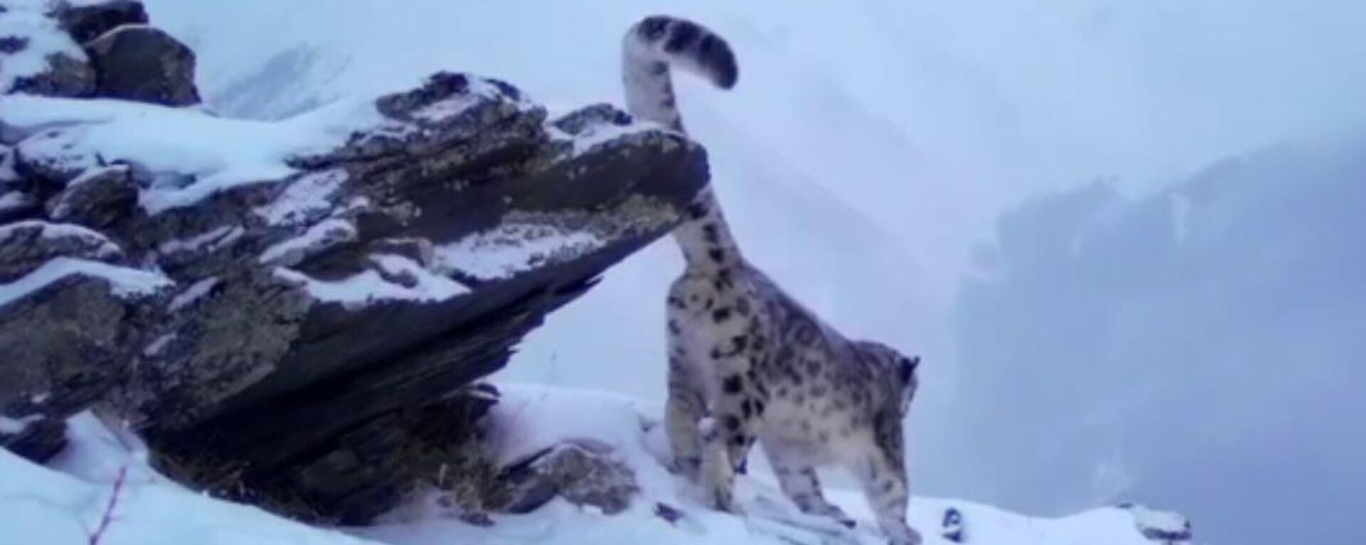 Снежный барс в Катон-Карагайском национальном парке - Sputnik Казахстан, 1920, 16.05.2025