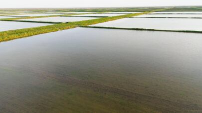 Сельскохозяйственные поля 