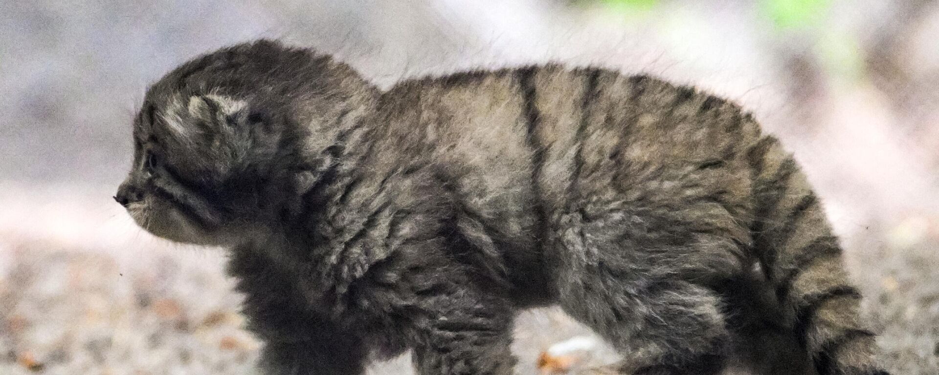 В Новосибирском зоопарке родились манулы - Sputnik Қазақстан, 1920, 30.07.2025