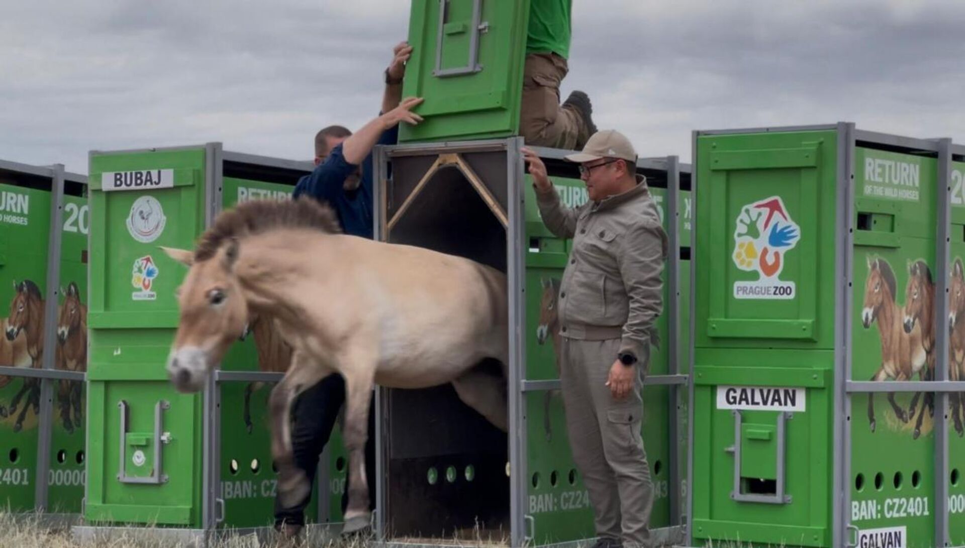 Қазақстанға Пржевальский жылқыларының жаңа тобы жеткізілді - Sputnik Қазақстан, 1920, 04.06.2025