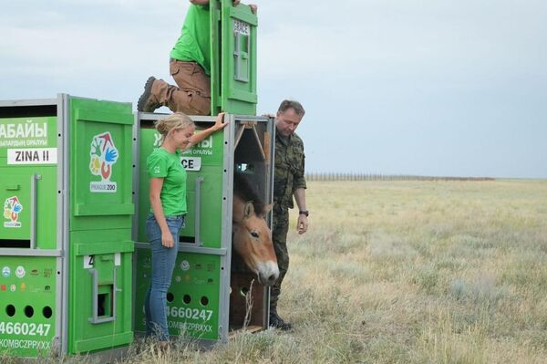 Это уже вторая группа лошадей из Европы, которая прибыла на историческую родину Это уже вторая группа лошадей из Европы, которая прибыла на историческую родину - Sputnik Казахстан