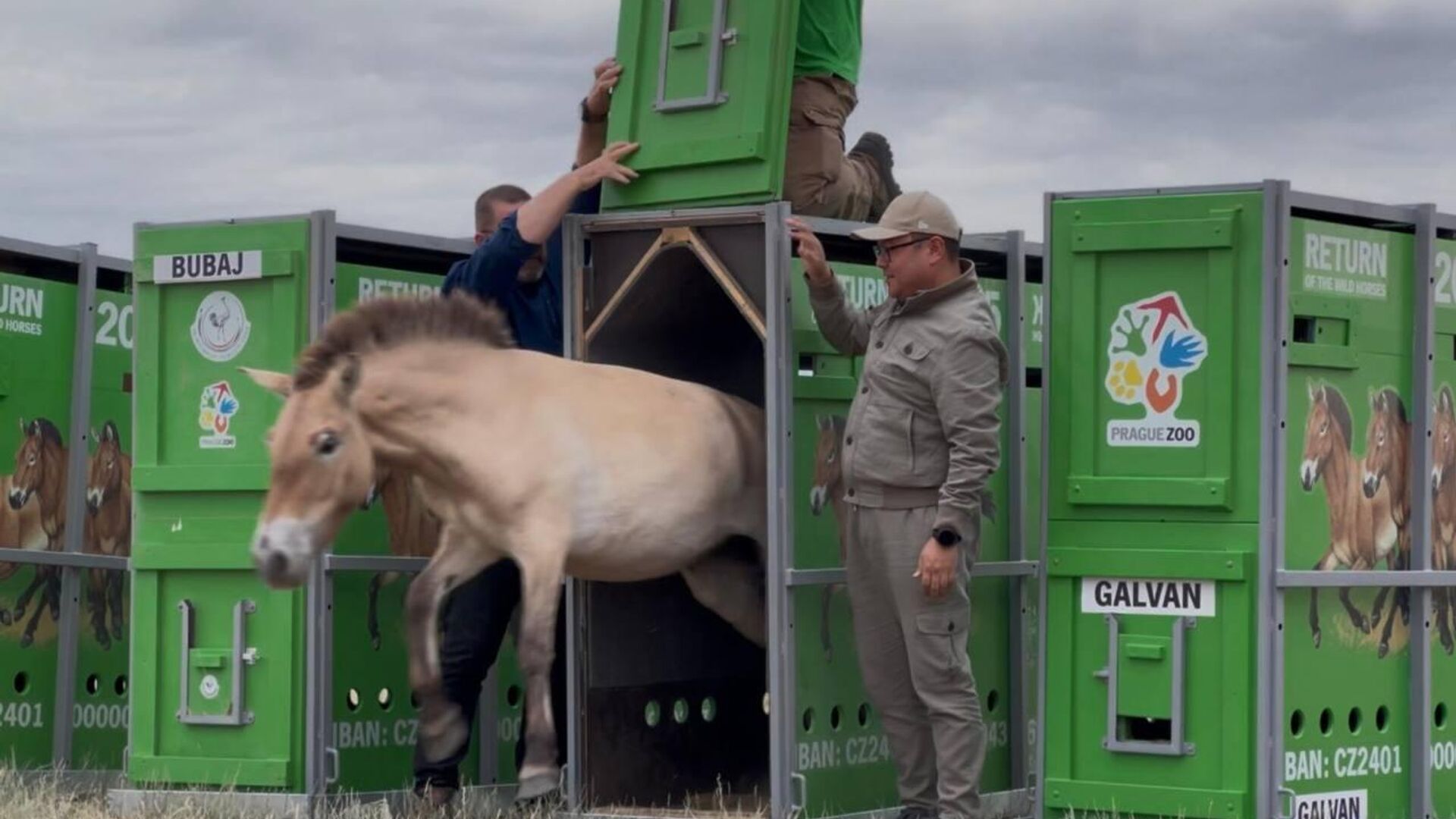 Лошади Пржевальского прибыли в Казахстан Лошади Пржевальского прибыли в Казахстан - Sputnik Казахстан, 1920, 04.06.2025