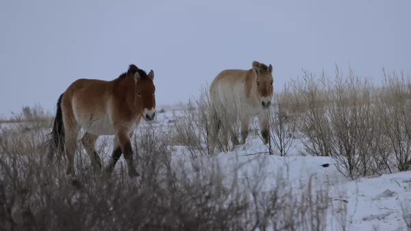 Жылқылар - Sputnik Қазақстан
