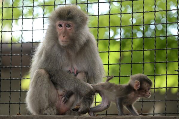Японская макака с детенышем в Бахчисарайском парке миниатюр в Крыму - Sputnik Казахстан
