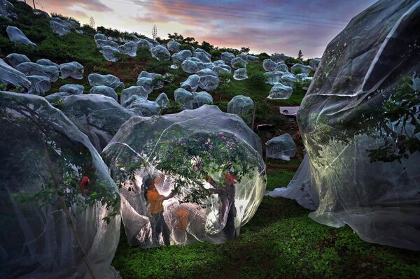 Фруктовые деревья под тентами Фруктовые деревья под тентами - Sputnik Казахстан