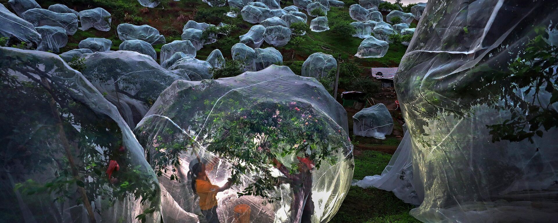 Работа Фруктовые деревья под тентами китайского фотографа Мэндань Чжу. Моя планета, одиночные  - Sputnik Қазақстан, 1920, 18.06.2025