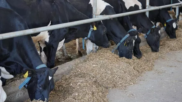 Животноводческий комплекс за $24 млн построят на юге Казахстана