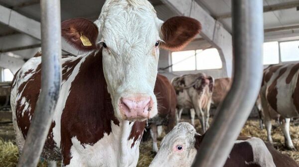 Сиырлар - Sputnik Қазақстан