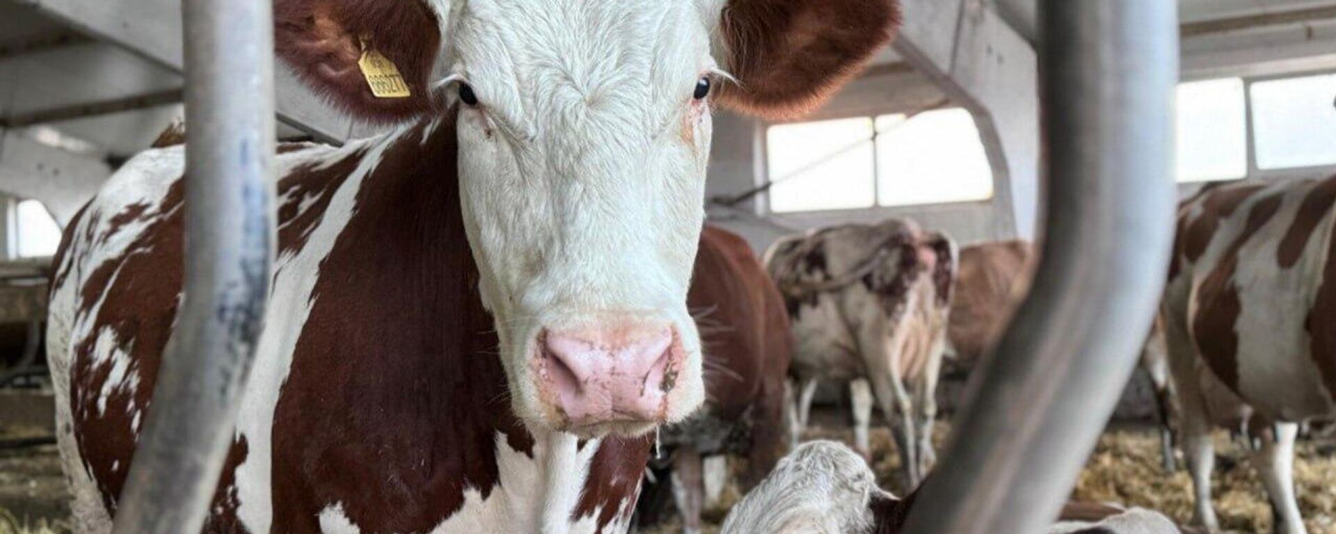 Ферма в Северо-Казахстанской области  - Sputnik Казахстан, 1920, 18.09.2025