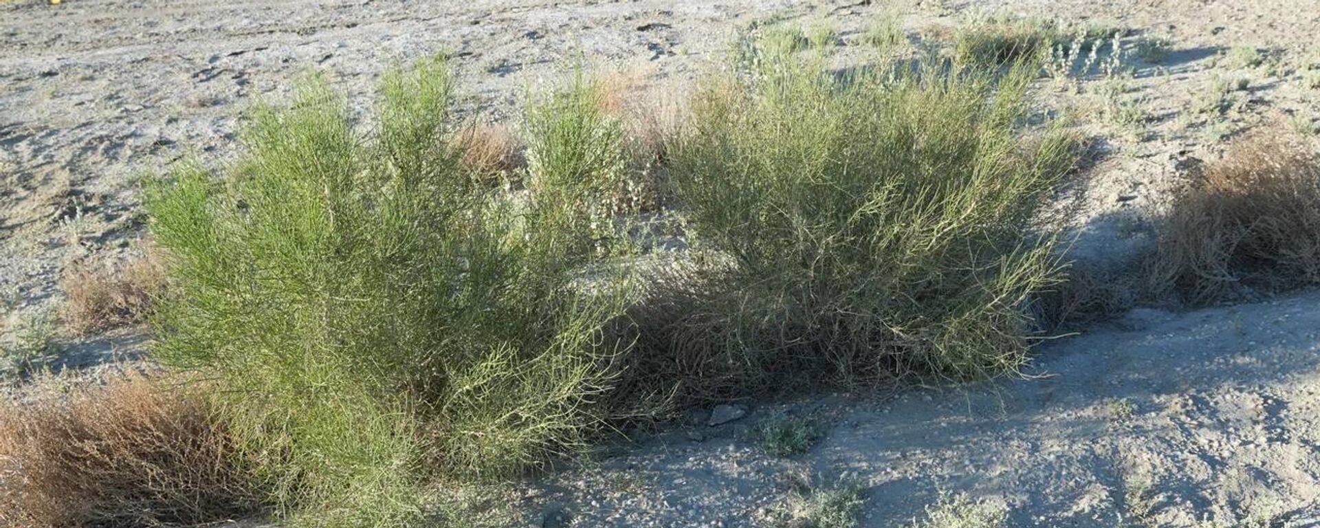 Посадки саксаула на дне Аральского моря - Sputnik Казахстан, 1920, 10.07.2025