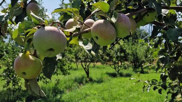 Апорт алмасы - Sputnik Қазақстан