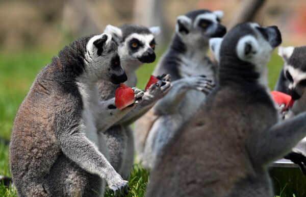 Другим странам также пришелся по душе этот вкусный праздник и с тех пор многие его отмечают ежегодно 3 августа. - Sputnik Казахстан