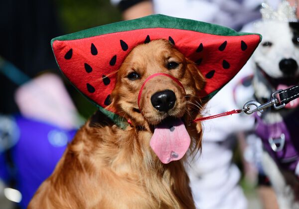 В хорошем арбузе полезно практически всё! Даже семечки! Есть их правда стоит очень аккуратно и в небольшом количестве.  - Sputnik Казахстан
