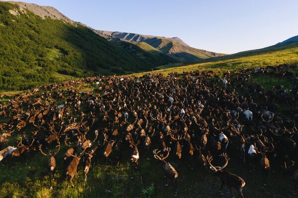 Снимок стада северных оленей фотографа Андрея Белавина, представленный на фотовыставке С высоты птичьего полета - Sputnik Казахстан