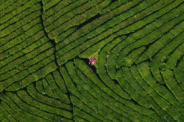 Снимок чайной плантации в Мацесте фотографа Андрея Белавина, представленный на фотовыставке С высоты птичьего полета - Sputnik Казахстан