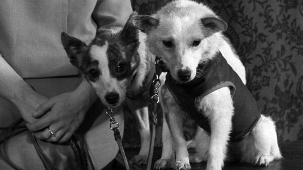 Собаки Белка и Стрелка  - Sputnik Казахстан