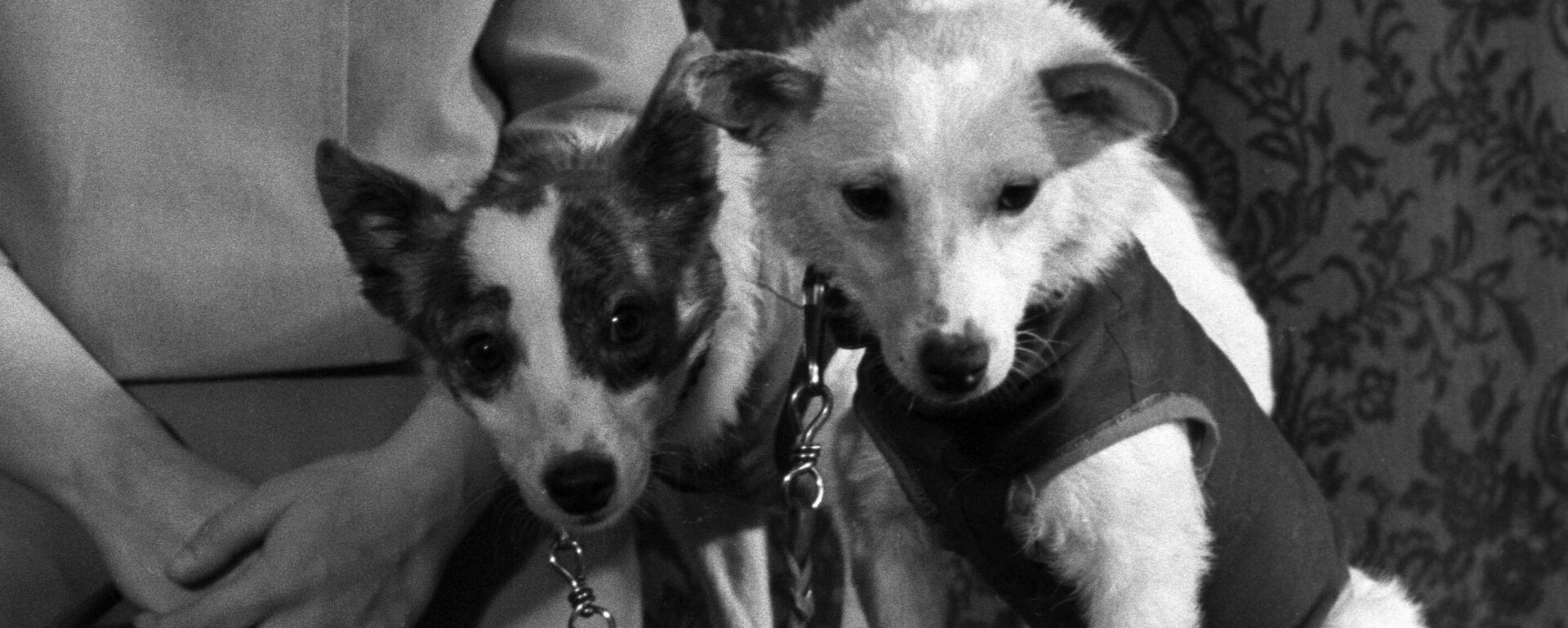 Собаки Белка и Стрелка  - Sputnik Казахстан, 1920, 19.08.2025