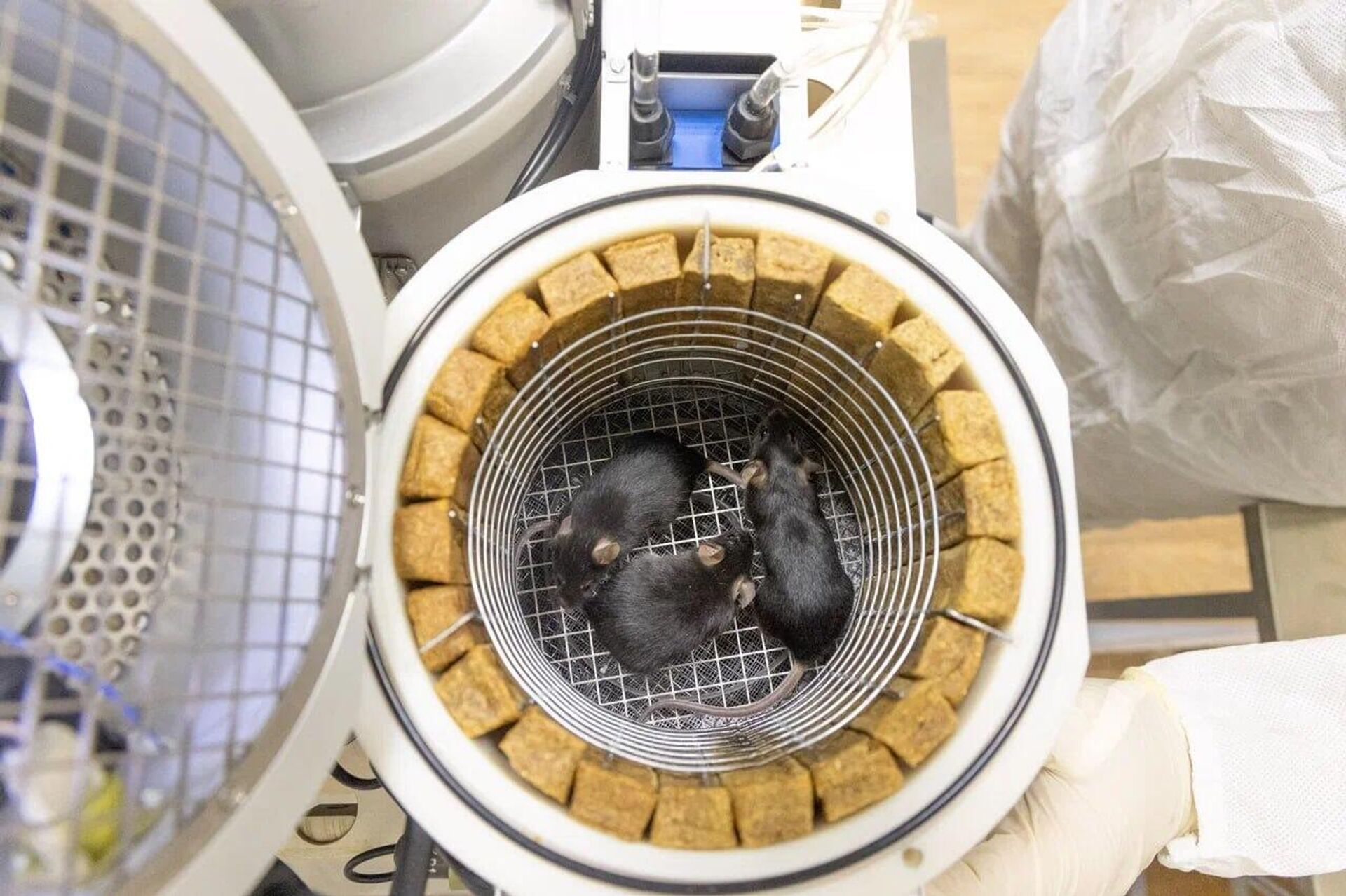 Спутник Бион-М с живым грузом отправляется в космос  - Sputnik Казахстан, 1920, 20.08.2025