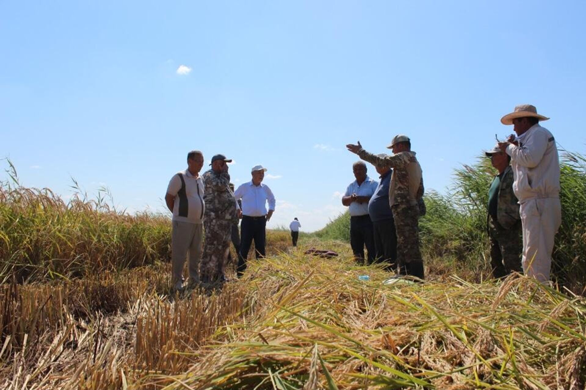 Новый сорт риса вывели в Кызылординской области  - Sputnik Казахстан, 1920, 25.08.2025