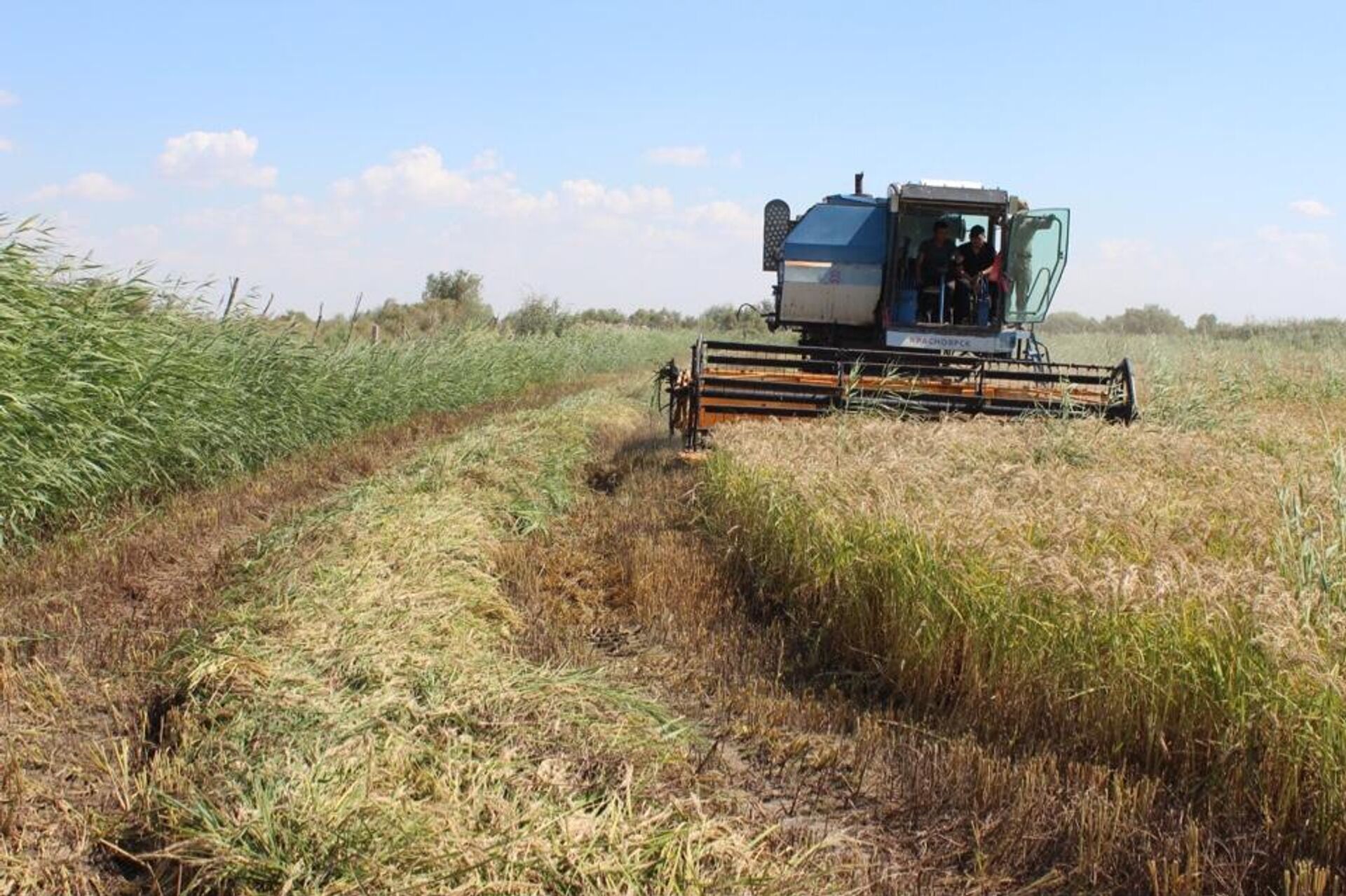 Новый сорт риса вывели в Кызылординской области  - Sputnik Казахстан, 1920, 25.08.2025