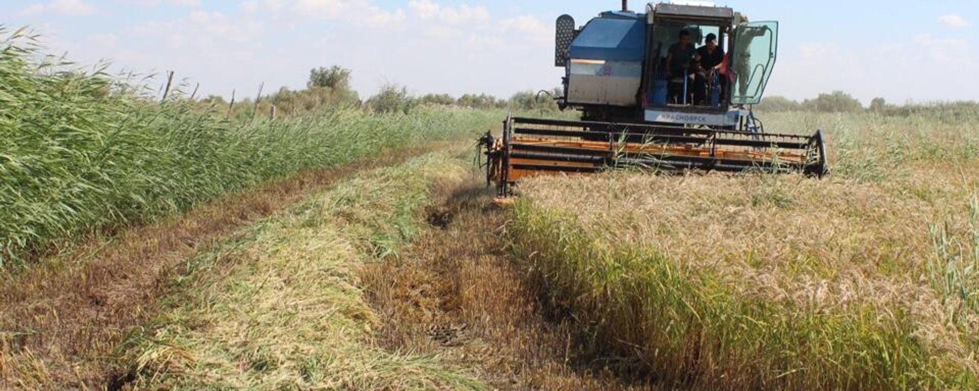 Новый сорт риса вывели в Кызылординской области  - Sputnik Казахстан, 1920, 09.12.2025